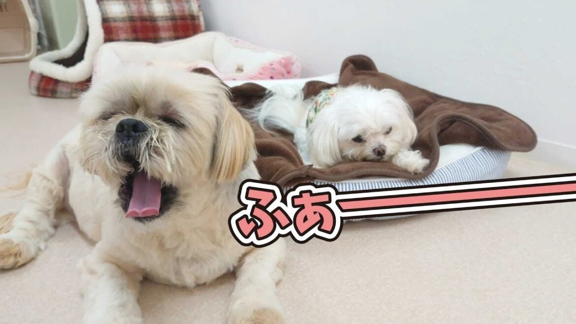 ラサアプソの休日 🐶ひみつきちなう！②🐶 (チワワ,ミックス犬,ビションフリーゼ,柴犬) 2019年9月15日