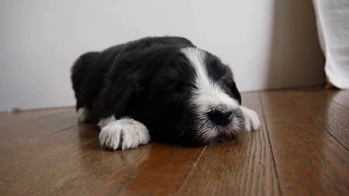 ビアデッドコリーのメス東京ブリーダーPADOG関東で子犬販売