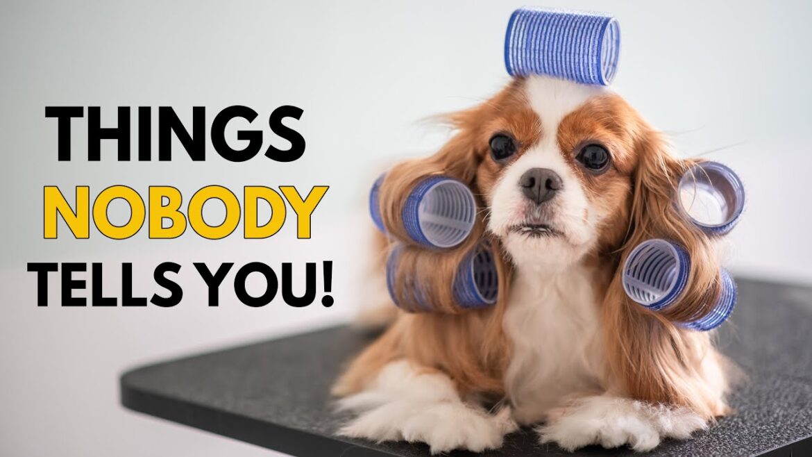 キャバリア・キング・チャールズ・スパニエルを飼うことについてNOBODYが教えてくれる5つのこと