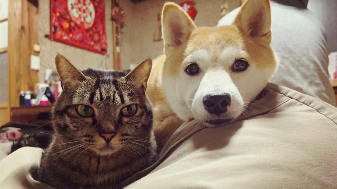 【犬猫相撲】柴犬相手に完全勝利した猫　Kuu became a good sumo wrestler