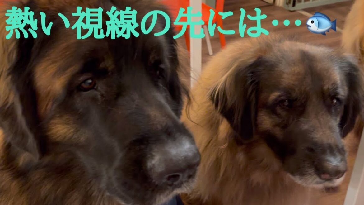 【レオンベルガー】今日のおやつは犬用おっとっと🐟