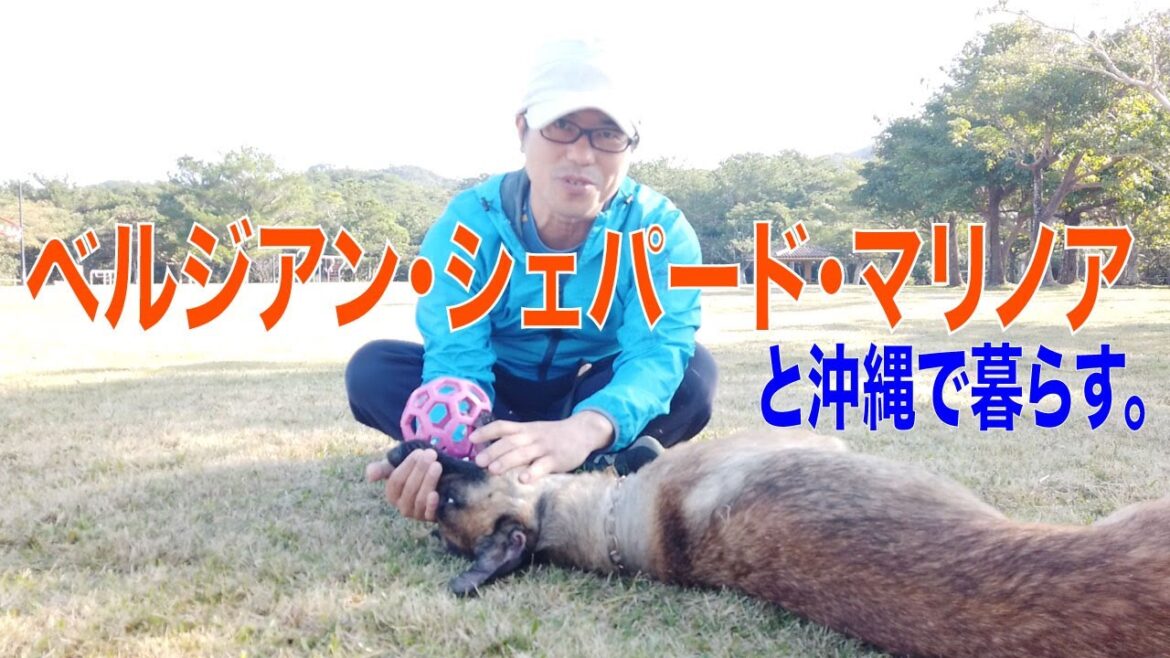 ベルジアンシェパード・マリノアと沖縄で暮らしはじめます。