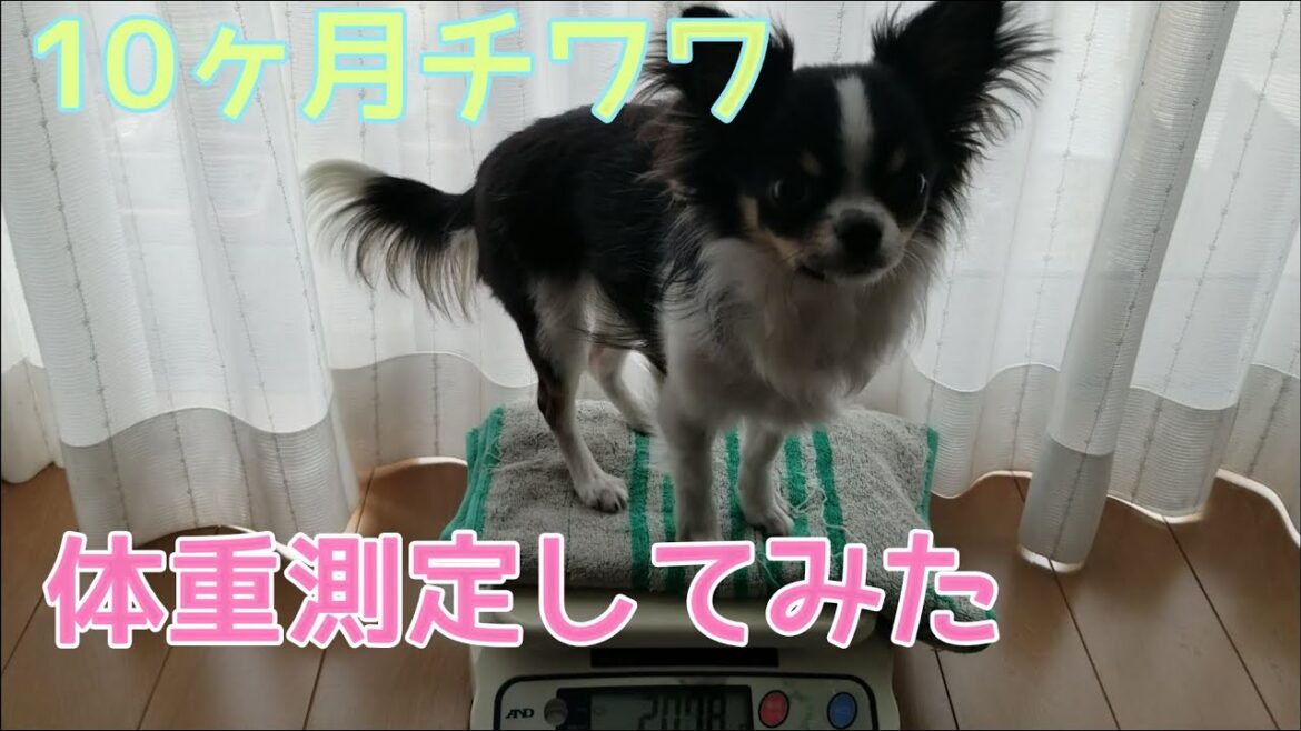 ロングコートチワワの体重測定 10ヶ月