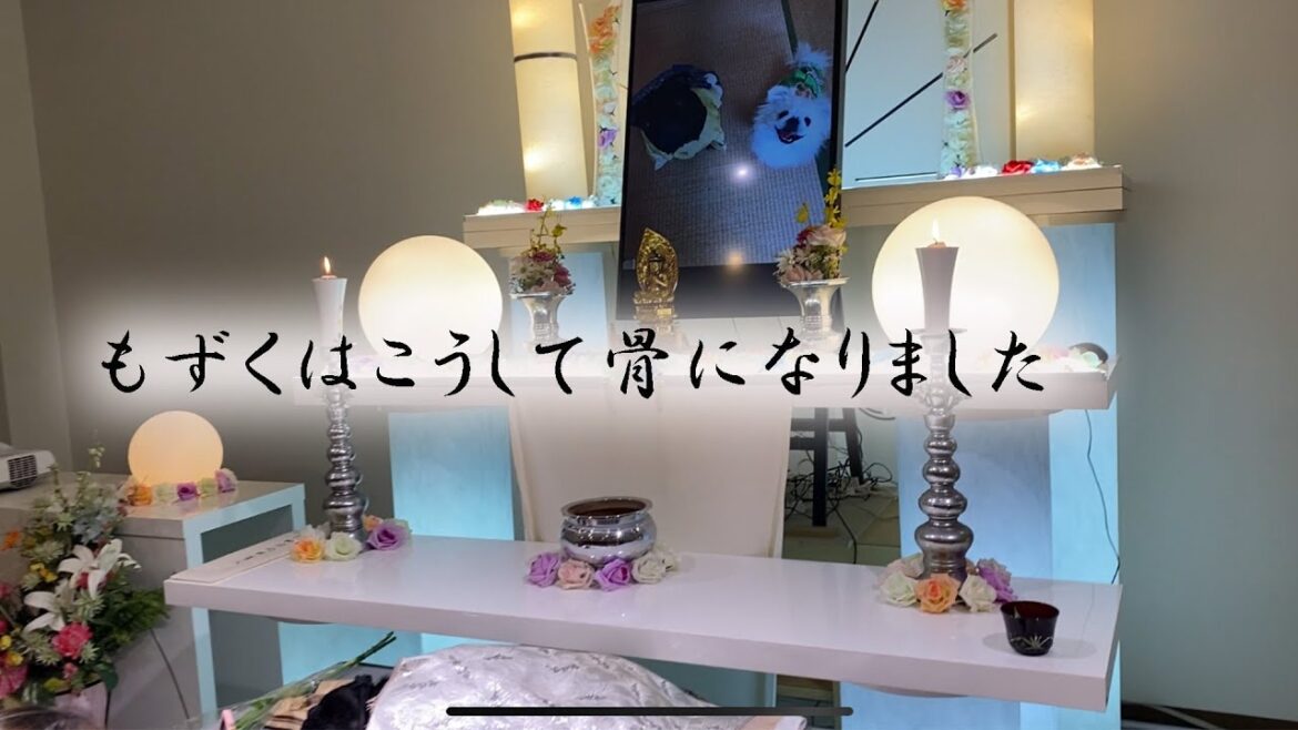 愛犬との最後の24時間