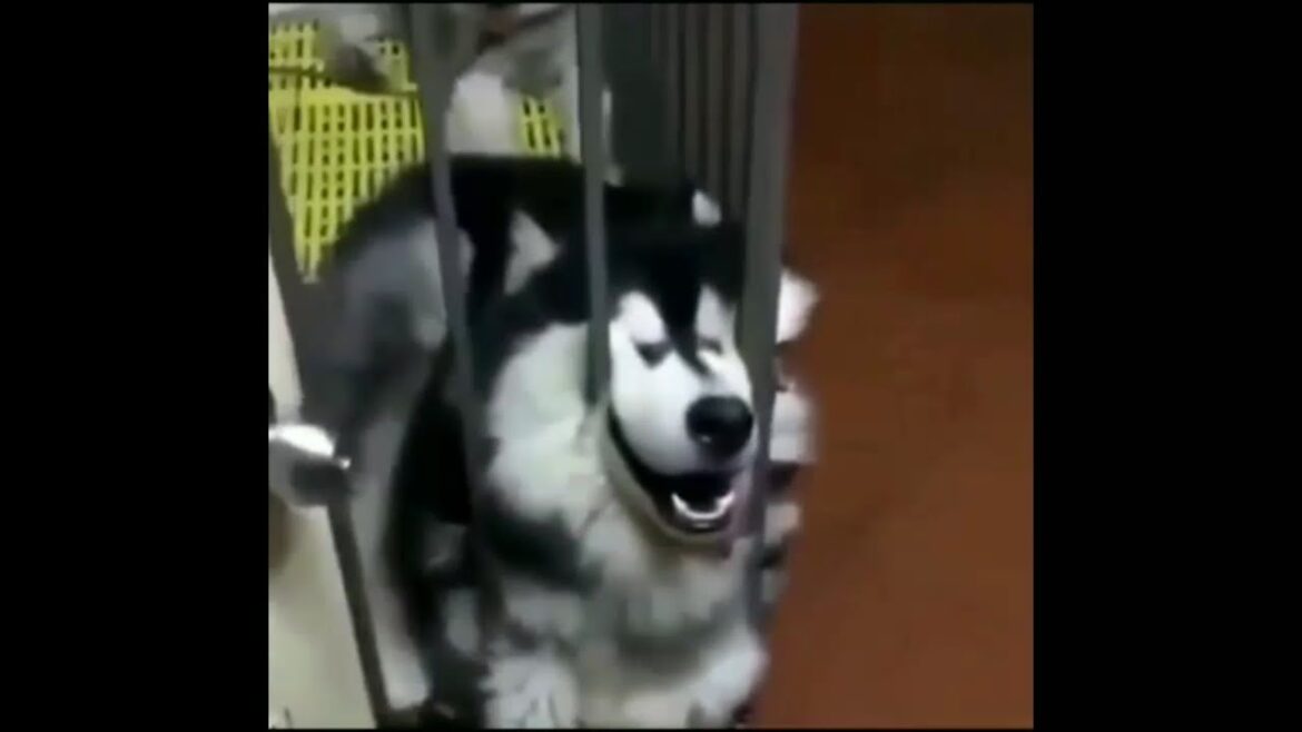 【キュン死に注意】とびきり可愛いシベリアンハスキーの動画まとめ