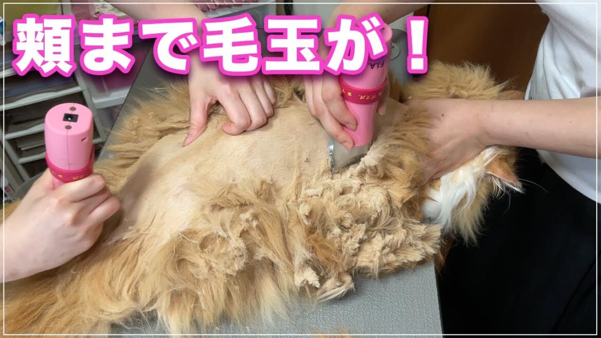 【からあげちゃん】小さいけど固い毛玉が全身に出来てしまったからあげちゃん、頬にまでできてしまいました【スコティッシュフォールドLH】
