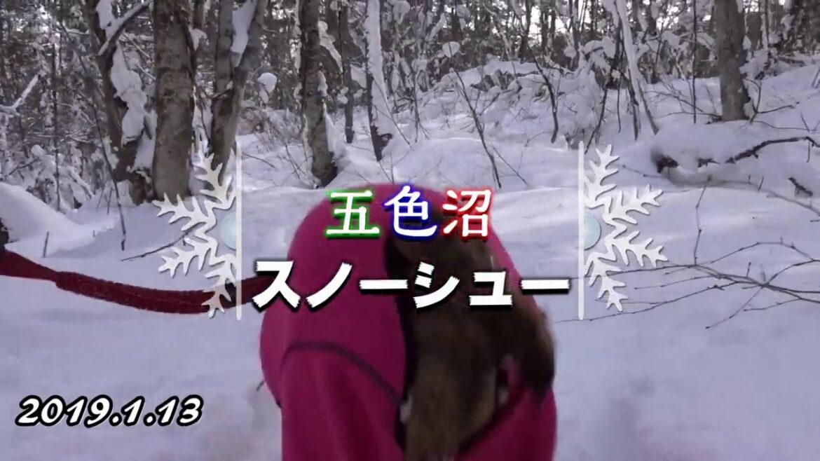 愛犬と五色沼スノーシューハイク