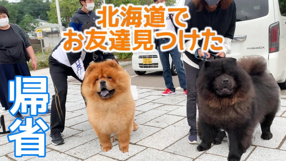 【帰省vlog#3】北海道でめっちゃ可愛いチャウチャウ見つけたWWW