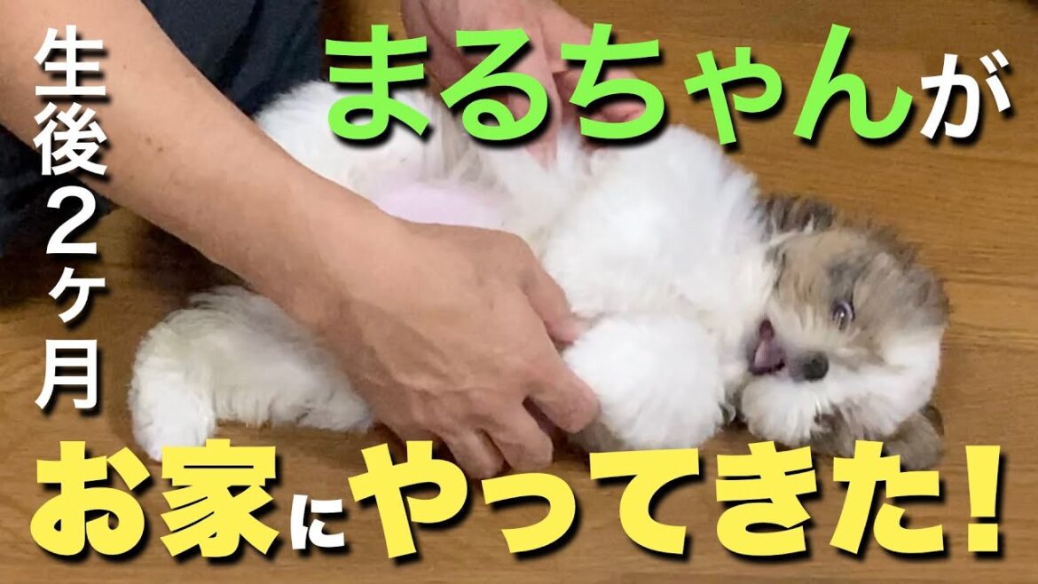 【シーズー】【田舎移住】生後2ヶ月のシーズー犬 まるちゃんがお家にやって来た！【001】