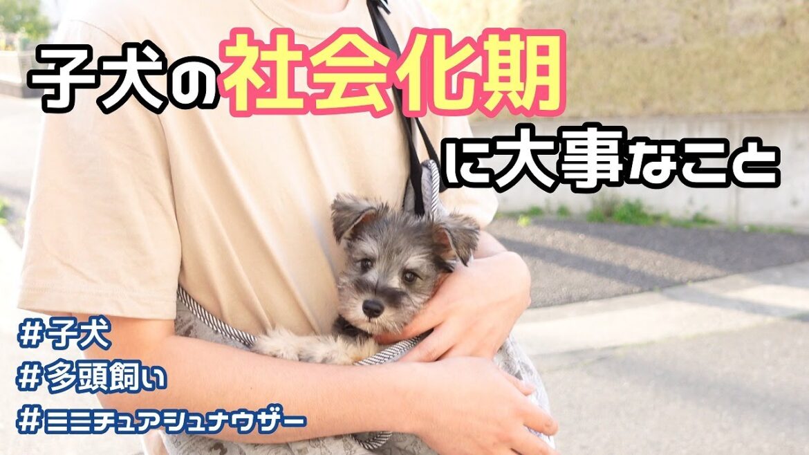 【生後2ヶ月半】子犬の社会化トレーニング【ミニチュアシュナウザー多頭飼い】