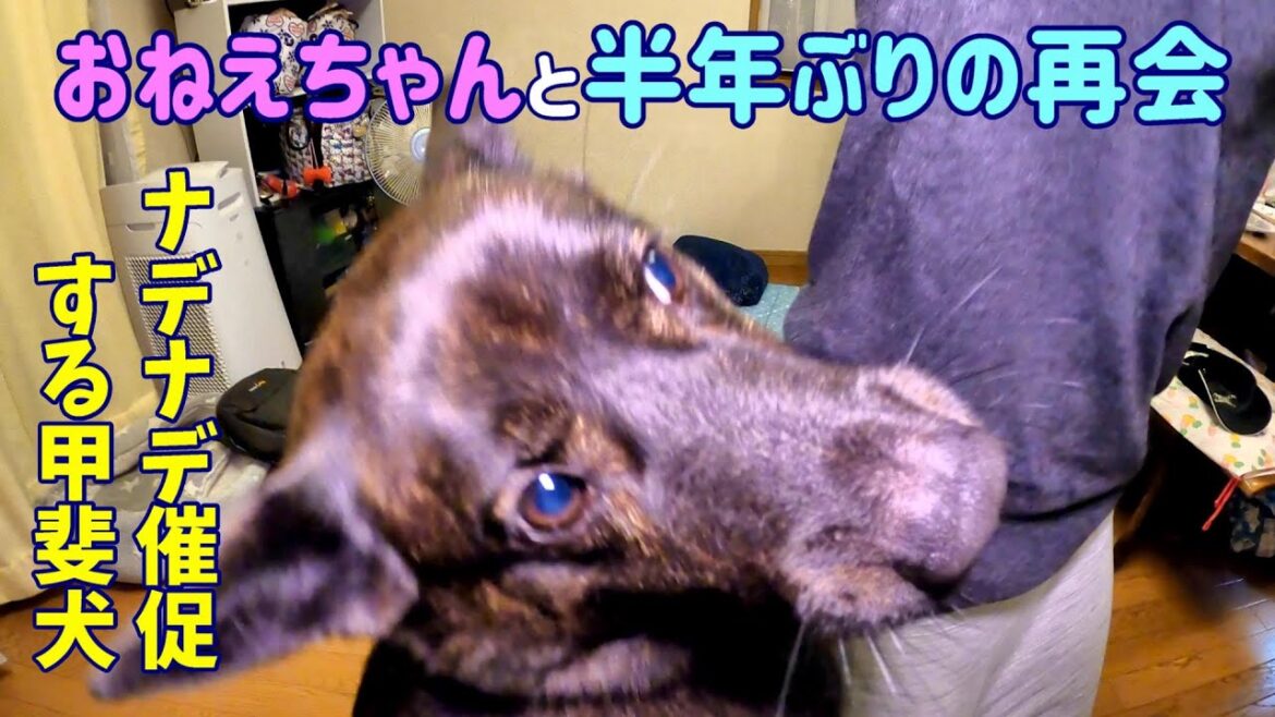 お姉ちゃんが、おうちに帰ってきた。-　甲斐犬いち
