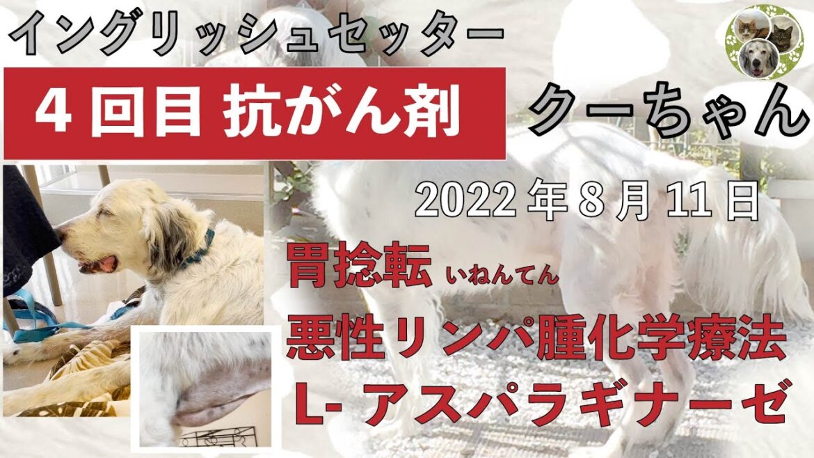 抗がん剤4回目　イングリッシュセッター　クー　「胃捻転」「悪性リンパ腫」闘病生活　階段登りが下手編