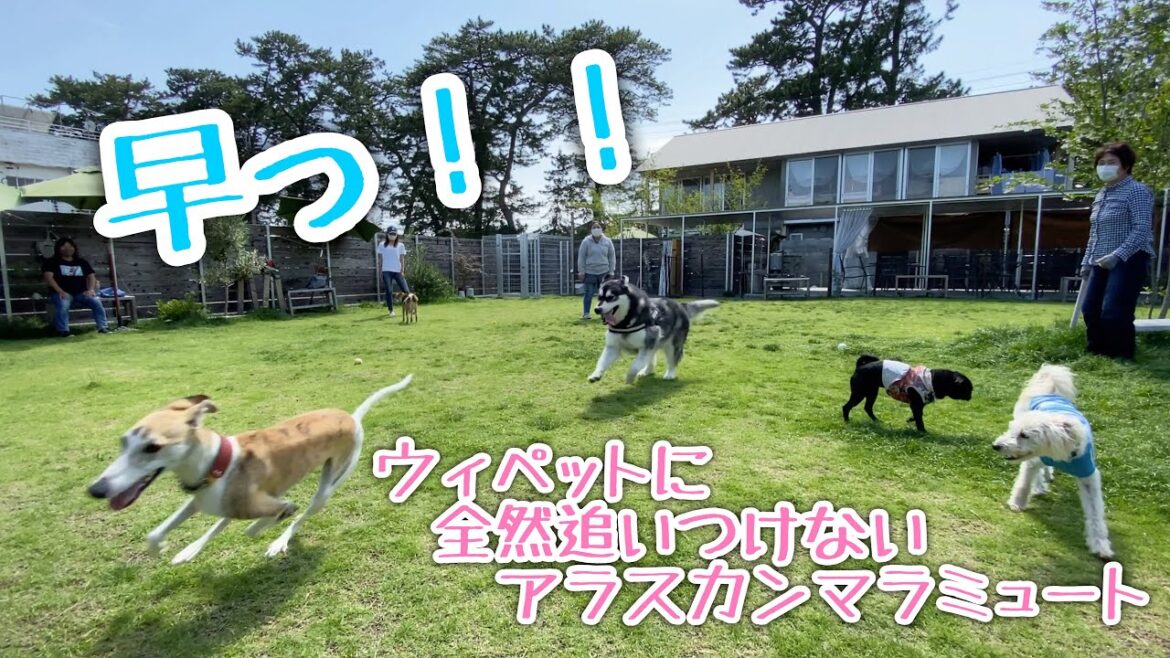 【友達いっぱい♪】久しぶりのドッグランで『ウィペット』と追いかけっこ！！