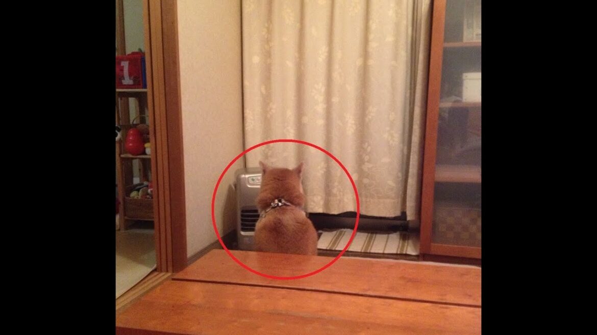 寒さでだめになってしまった犬ちゃんたちが可愛くて癒される件w~Dog that has become useless in the cold. 寒さでだめになってしまった犬ちゃんたちが可愛くて癒される件w~Dog that has become useless in the cold.