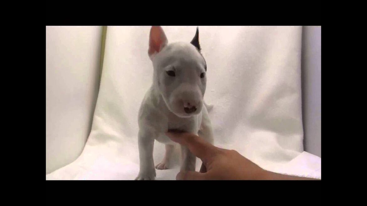 ミニチュアブルテリアの子犬07