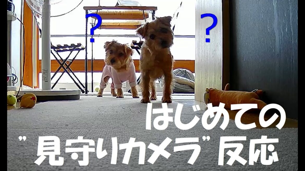 【ノーフォークテリア】見守りカメラ
