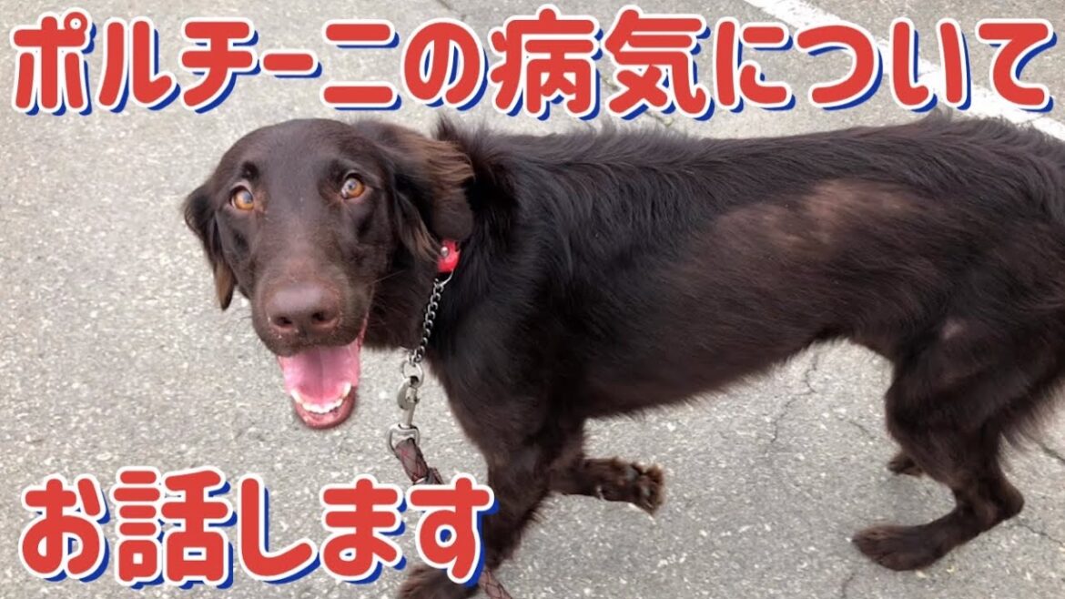【フラットコーテッドレトリバー】ポルチーニの病気について。