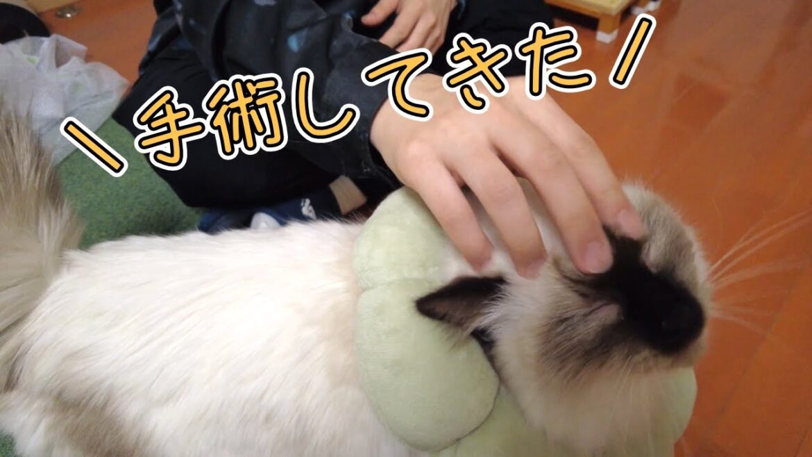 【去勢】子猫の去勢手術前日・当日の様子です【バーマン】 【去勢】子猫の去勢手術前日・当日の様子です【バーマン】