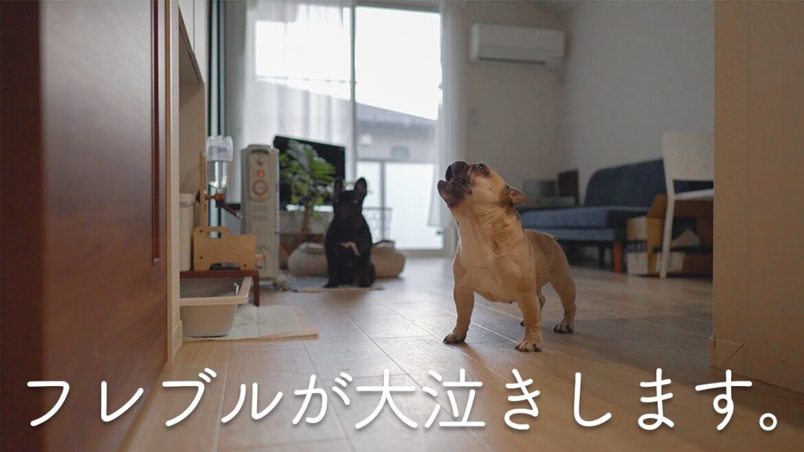 【号泣】寂しさのあまり大泣きします。でもその後、、、／フレンチブルドッグ