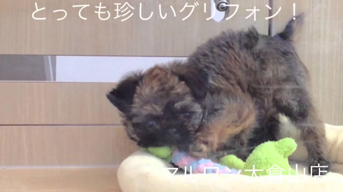 マルワン大倉山店 ブリュッセル・グリフォン　レッド　女の子　2013.11.14生まれ