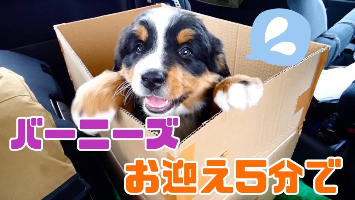 バーニーズのお迎え当日【雪国のステラ】