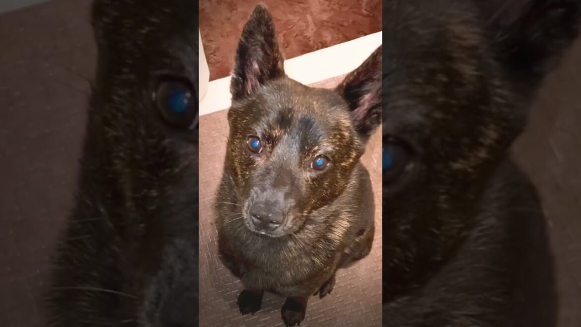 おねだりする甲斐犬