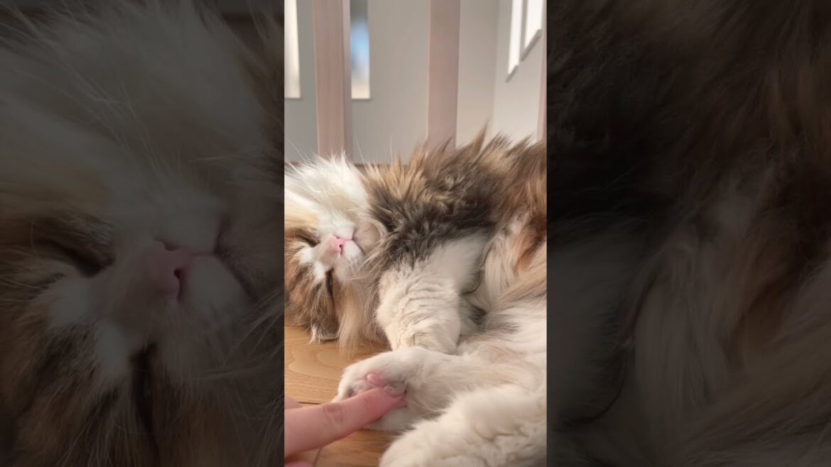 気持ちよさそうに寝てる猫ちゃんの肉球触ってしまいました🐾 #shorts #ミヌエット #ペット