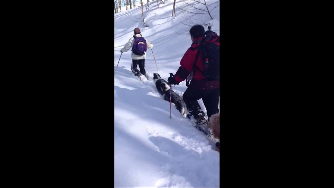 2013/1/5  犬連れスノーシュートレッキング その2