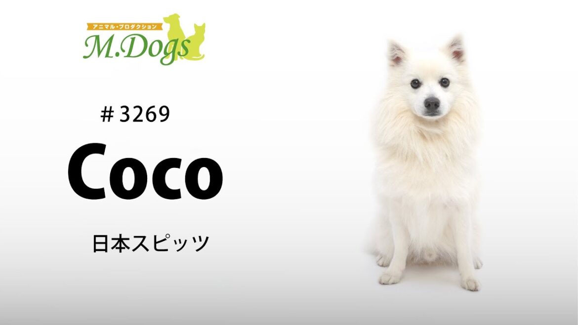 ペットモデル #3269 日本スピッツ「Coco」