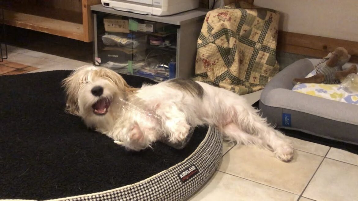 そのペットボトルはもうだめじゃないかな？【プチバセの子犬】