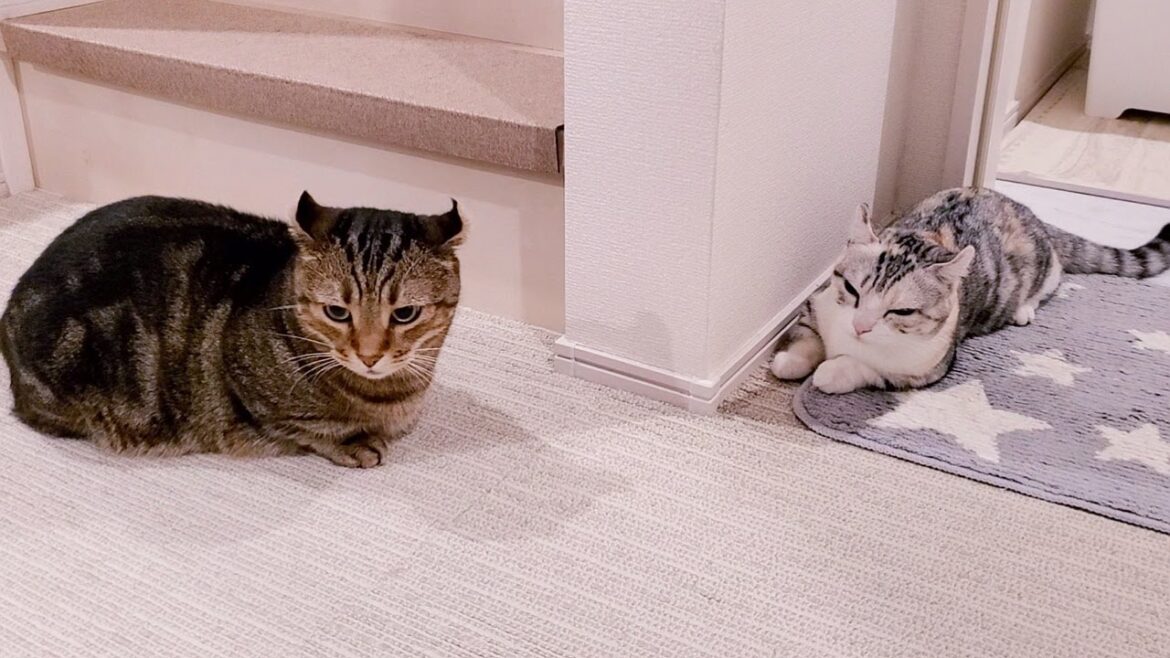 先住猫と子猫が仲良くなれると思ったら••••  #68