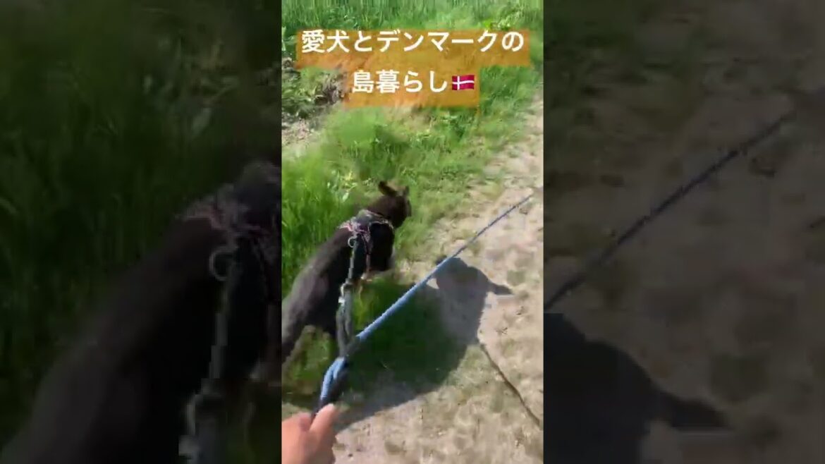 愛犬とデンマークの島暮らし🇩🇰グローネンダールとジャーマンシェパードの子犬とお散歩風景#多頭飼い #doglife #shorts #shepherd #puppy #islandlife