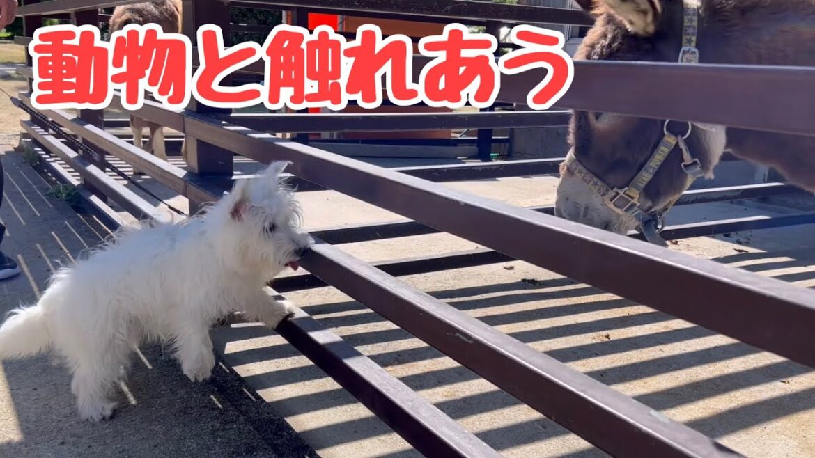 ウエストハイランドホワイトテリアが動物園へ行く