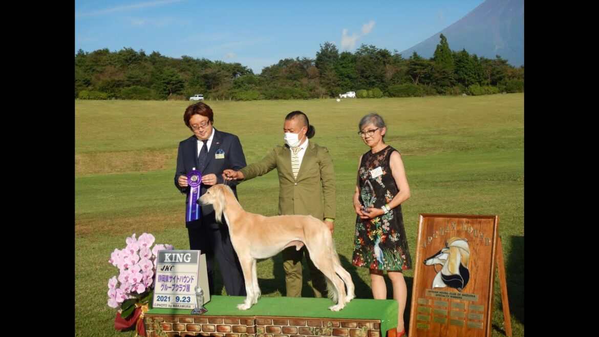 サルーキ　れぴ！サイトハウンドグループ展　グループ戦♪（Saluki)