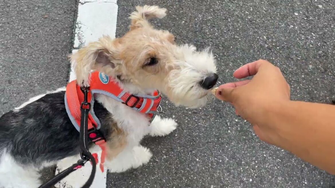 ワイヤーフォックステリアの”ジルくん”と”犬慣れ”の練習！