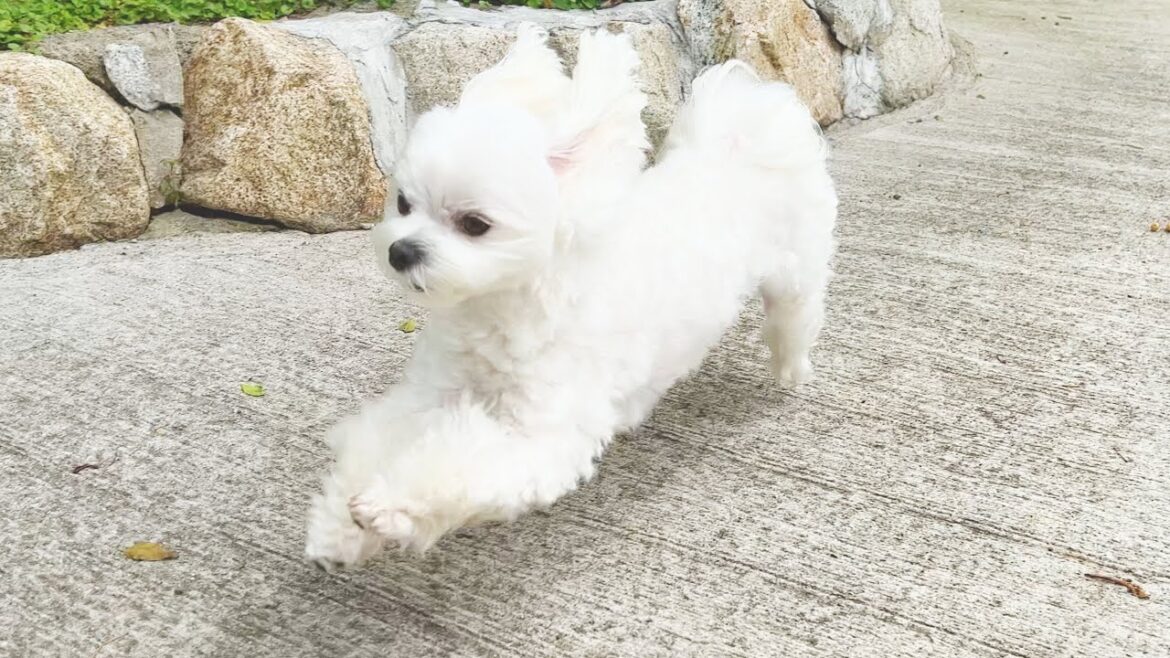 愛犬を自由に遊ばせていたら野生化してとんでもない事になりました【マルチーズ】