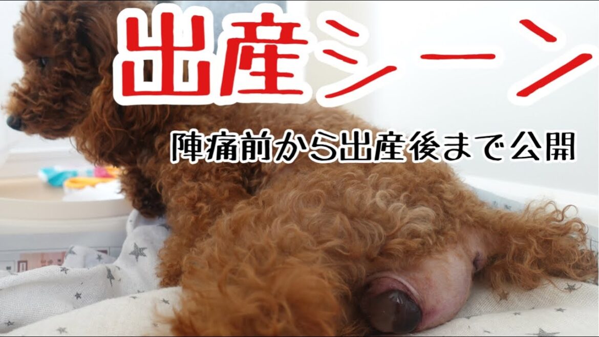 【犬出産動画】出産シーンリアルに撮影！陣痛から出産準備産まれた後は？性別初公開！トイプードルブリーダー