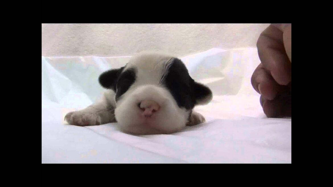 シーリハムテリアの子犬01