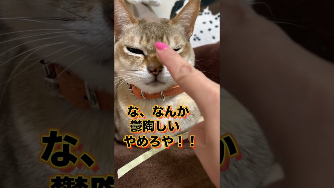 シンガプーラの寝癖w 何故そこに!?＃Shorts