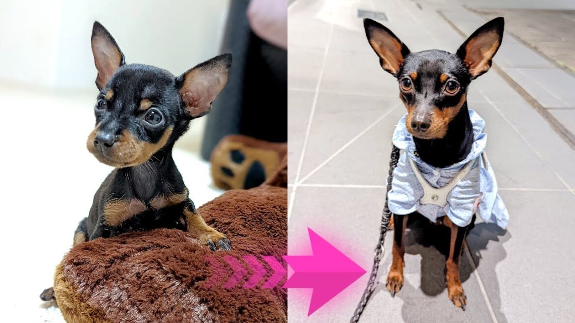【ミニピンの赤ちゃん】成長記録・子犬～１歳まで / ミニピンじゃなくてネズミがやってきました！？