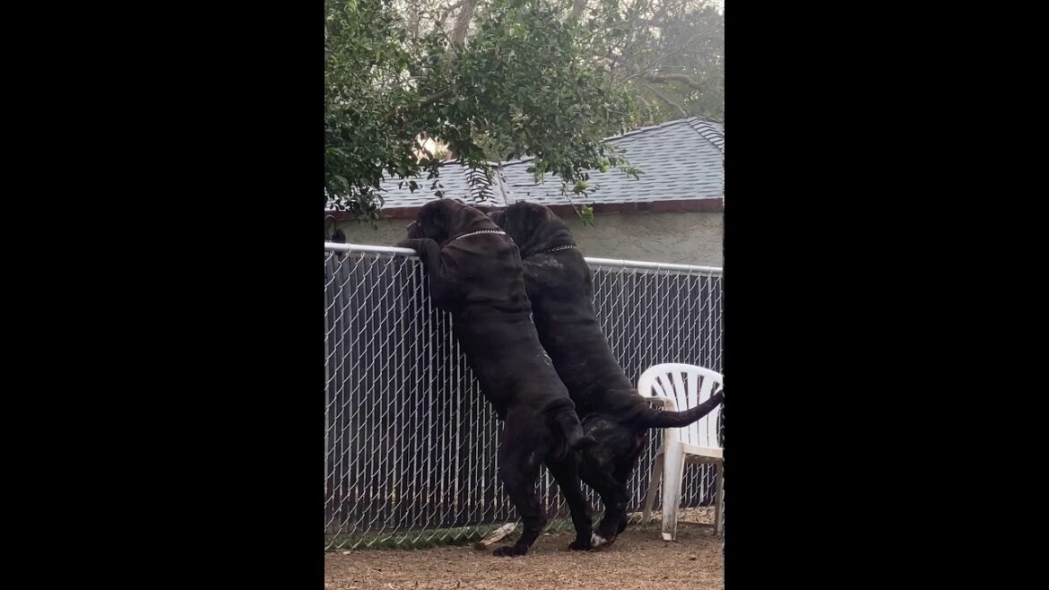 Neapolitan Mastiffs Warn Gardner
