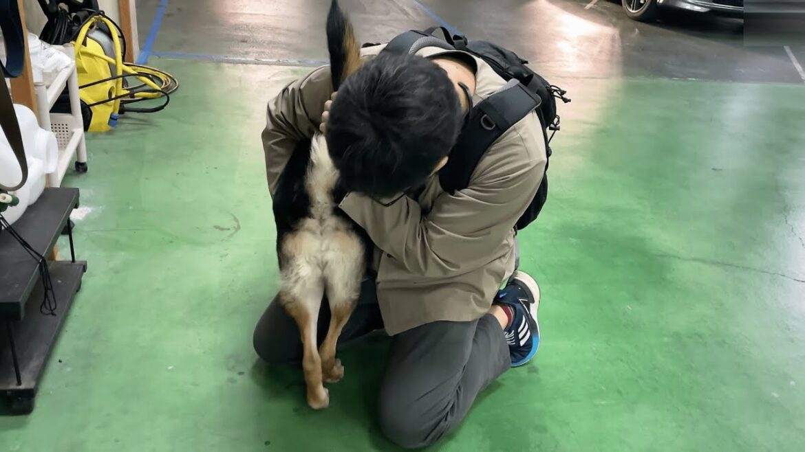 なんで？散歩から帰った愛犬のおしりが死ぬほどクサイんですが…！【ジャーマンシェパード】