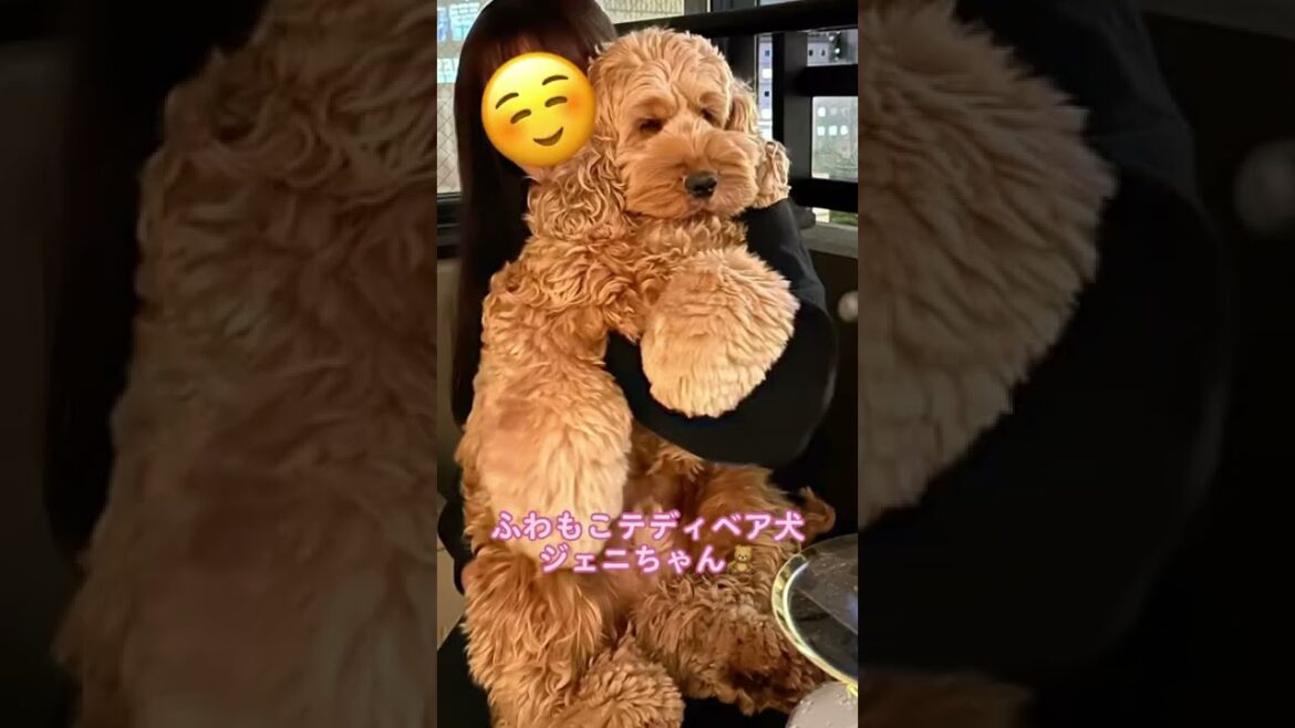 どうしてこうなったの？？！😭#ふわもこ部#イングリッシュコッカースパニエル