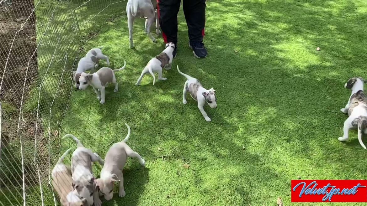 【ウィペット】【子犬】リールーイレブン　〜ウィペットの赤ちゃん11匹兄妹〜