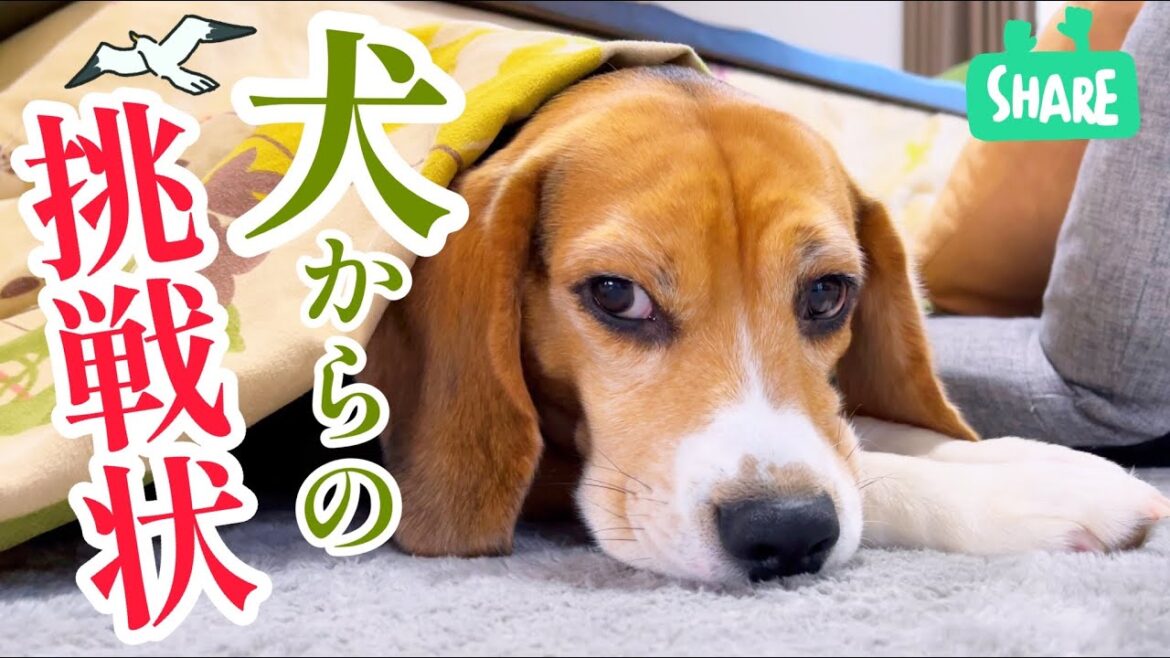 ビーグル犬の くだらな〜い世界