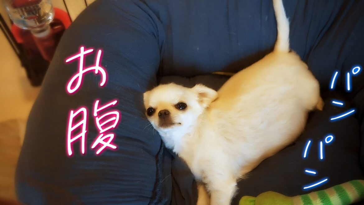 うちのチワワのお腹がパンパンな件 うちのチワワのお腹がパンパンな件