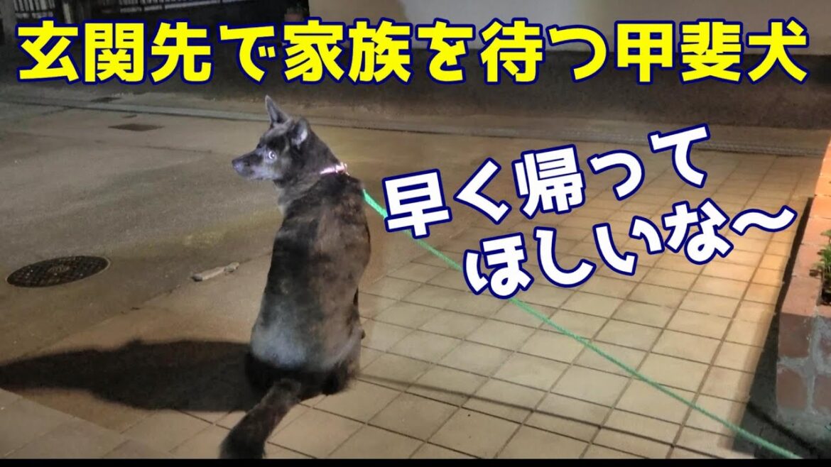 玄関先でおかあさんとオトーを律儀に待つ甲斐犬