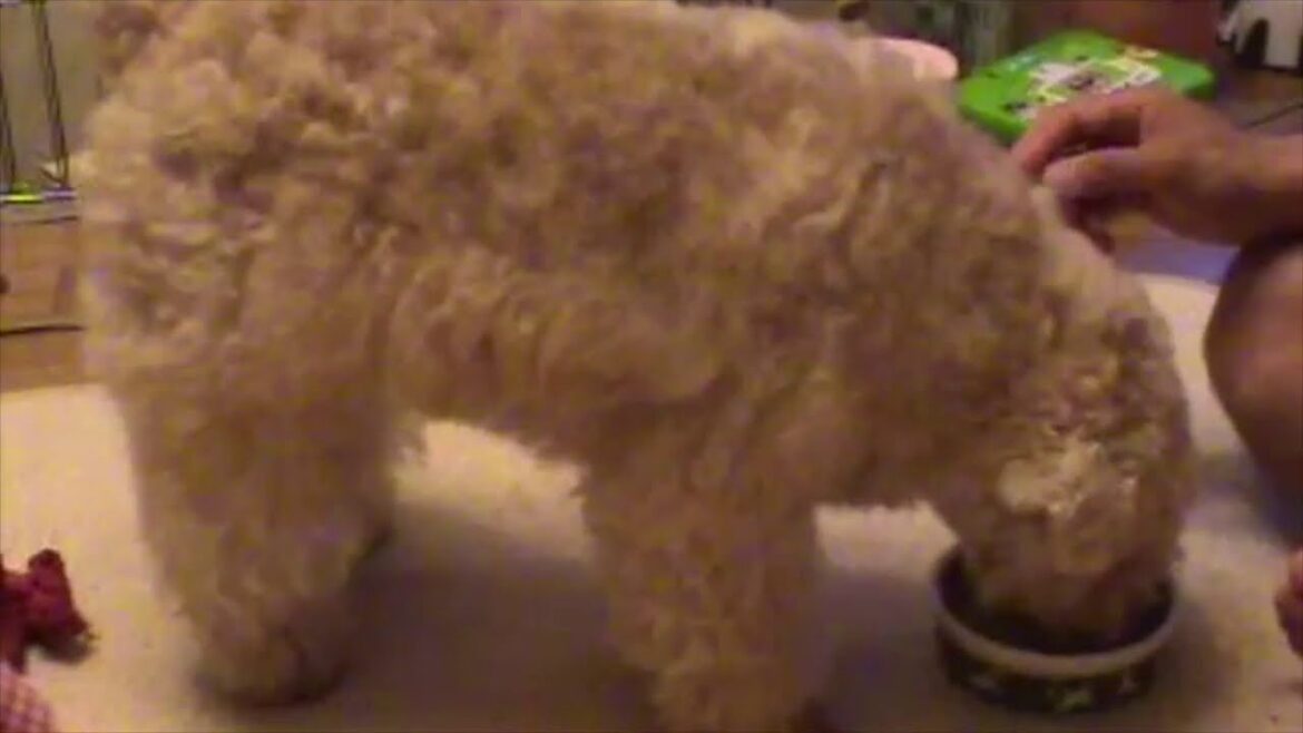 レイクランドテリアにスイカあげてみたところ lakeland terrier Chomos【チョモーズちゃん】
