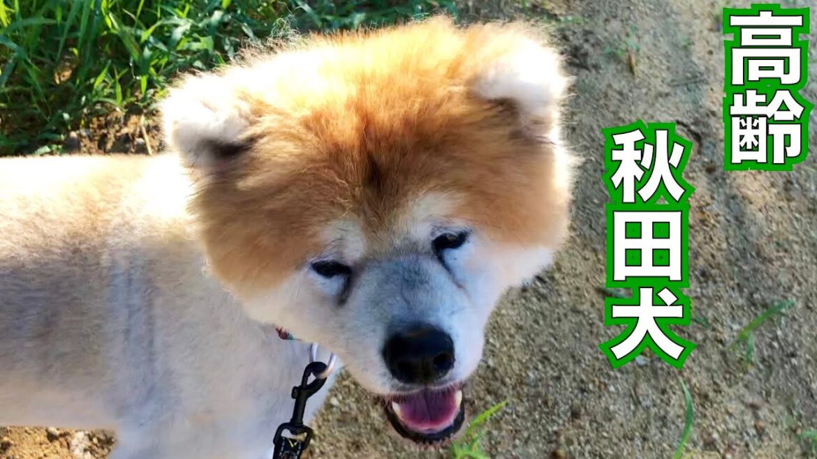 秋田犬 大吉くん夏バテと高湿度で体調崩してました