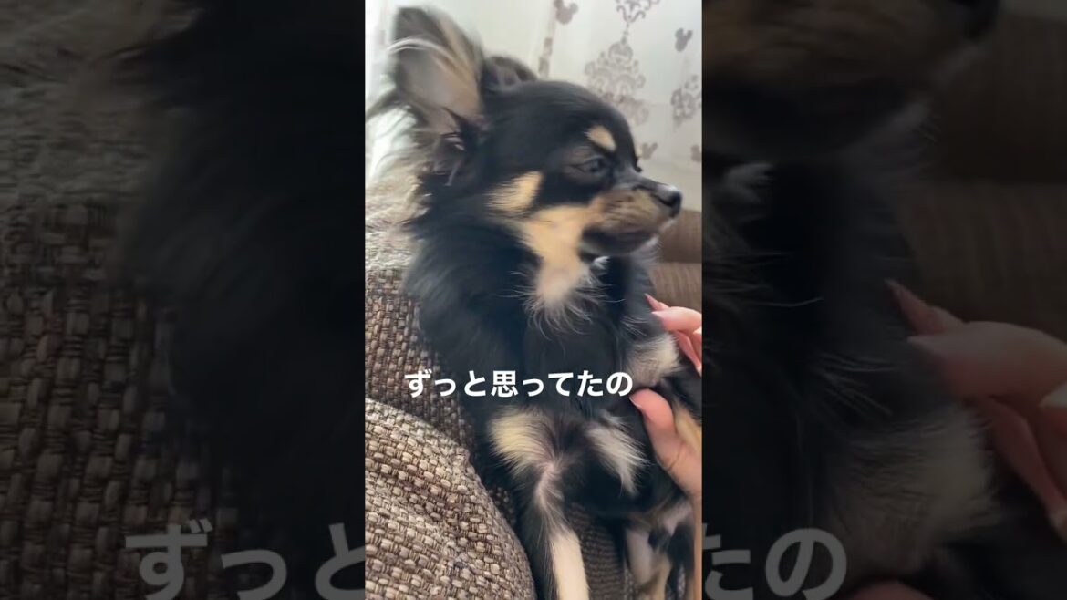 かわいい犬|ロングコートチワワのウルくん【耳毛セルフカットbefore-after】